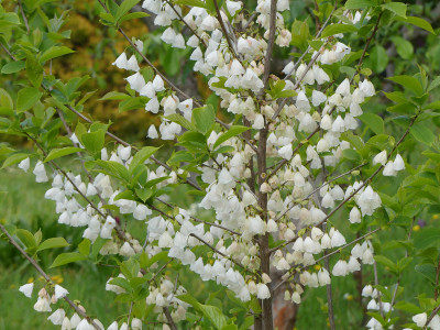 2020-05-03 Halesia 1.jpg
