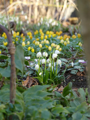 2021-02-26 Gartenimpressionen 2.jpg