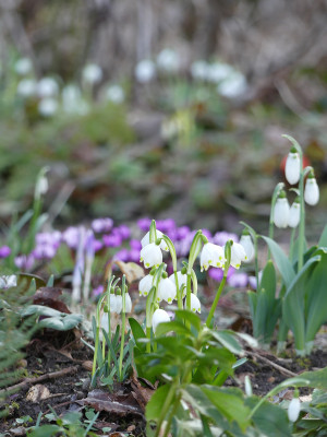 2021-02-26 Gartenimpressionen 1.jpg