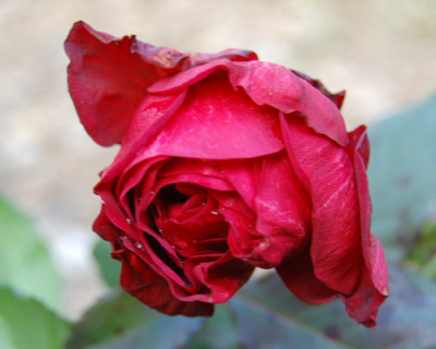 Bicentenaire_de_Guillot_0010__K1_18809.jpg