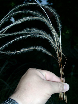 07080026_eStipa_barbata_Samen.JPG