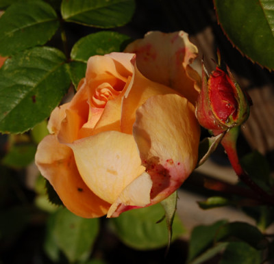 Odile_Masquelier_0010__N_18886.jpg