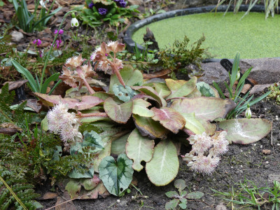 2021-02-27 Chrysosplenium macrophyllum.jpg