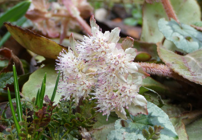 2021-02-27 Chrysosplenium macrophyllum 3.jpg