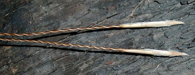 09150010_eStipa_barbata_Samen.JPG