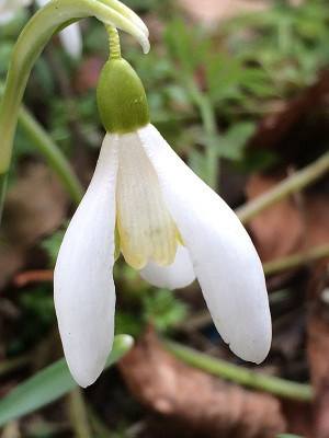 2021-02-27 Sibbertoft White Solo 2.jpg