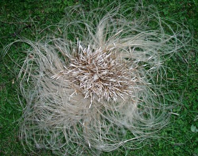09140006_eStipa_barbata_Samen.JPG