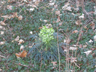 11 Helleborus 1.JPG