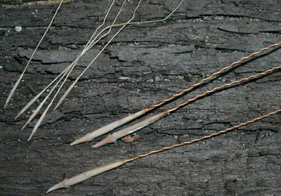 09150006_eStipa_capillatabarbata_Samen.JPG