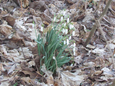 14Galanthus 1.JPG