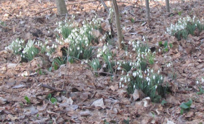 15Galanthus 2 (2).JPG
