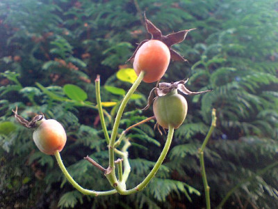 hagebutten_im_oktober_1_qeen_elisabeth_rose.jpg