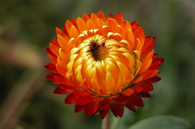 Helichrysum_bracte.jpg