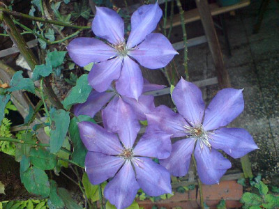 rosenbegleiter_clematis_ascotiensis_ende_okt_07_unglaublich.jpg