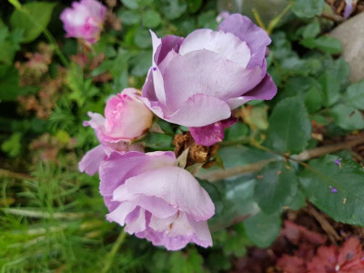 20170817_094802.jpg