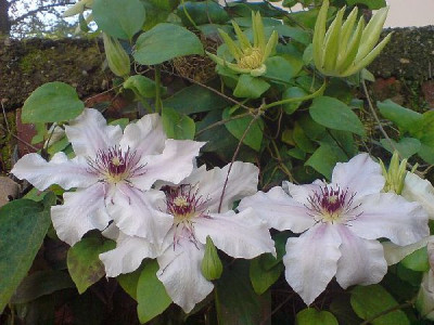 rosenbegleiter_clematis_ende_okt_07_unglaublich.jpg