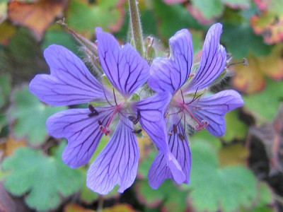 Geranium_Philipp_Vapelle_80071.jpg