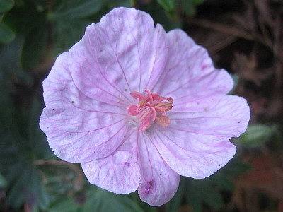 Geranium_Appleblossom_80091.jpg