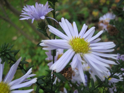 Aster_Porzellan_80161.jpg