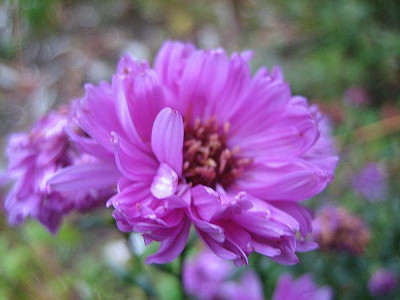 Aster_namenlos_80181.jpg