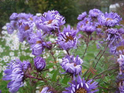 Aster_novae-angliae_Barrs_Blue_80221.jpg