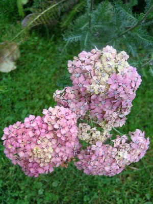 Achillea_Chamoise_80191.jpg