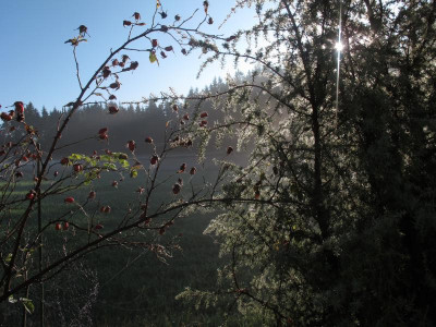 hagebuttenwacholder.JPG