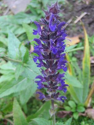 Salvia_namenlos_80201.jpg