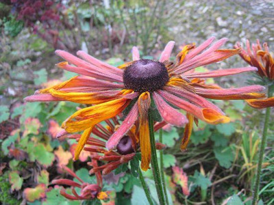 Rudbeckia_Chim_Chiminee_80121.jpg
