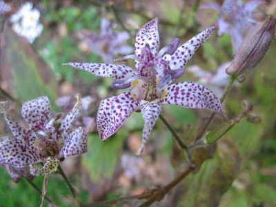 Tricyrtis_hirta_80361.jpg