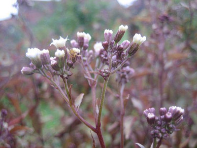 Eupatorium_rugosum_Chocolate-_80351.jpg