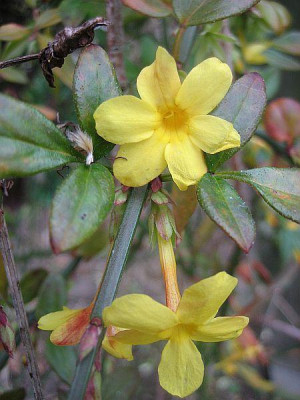 Jasminum_nudiflorum_80331.jpg