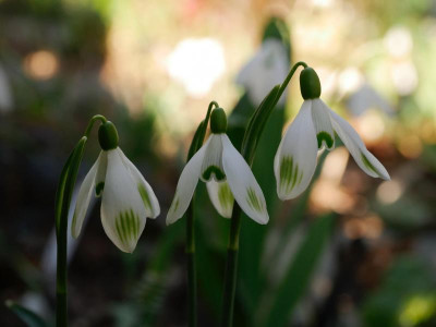 galanthus-seppel.jpeg