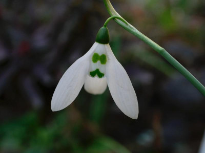 galanthus-wachtmeister-dimpflmoser (1).jpeg