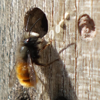 Osmia cornuta 2021-03-01.jpg