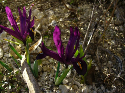 P1050293.JPG