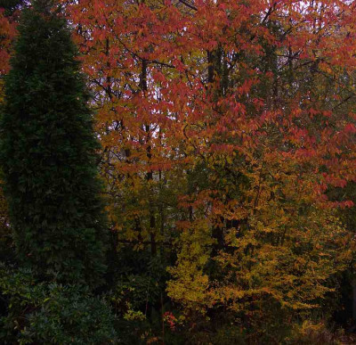 Autumnal.jpg