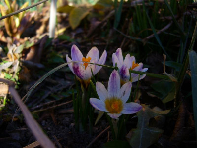 P1050270.JPG