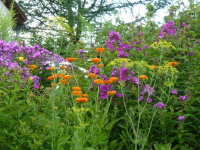 phloxringelblumen1p.jpg