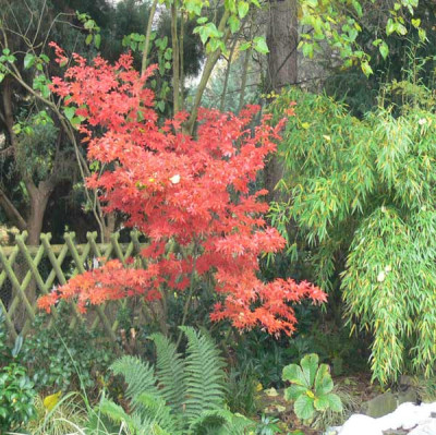 Acer-unbekannt-Herbstfarbun.jpg