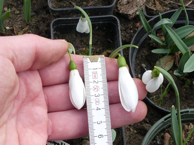 2021-03-01 Galanthus elwesii 2.jpg