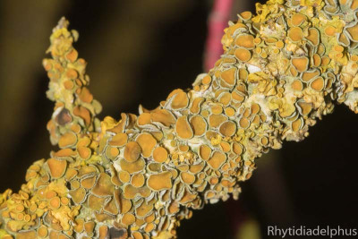 Xanthoria_7784_800_sRGB.jpg