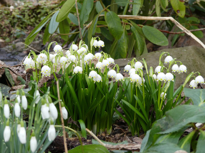 2021-03-01 Leucojum vernum.jpg