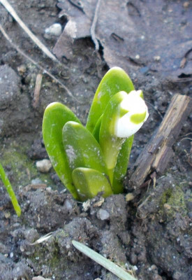 DSCN2656_Leucojum_vernum_ssp_vagneri.jpg