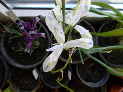 DSCN2627_Iris_reticulata_SpotOn_PaintedLady.jpg
