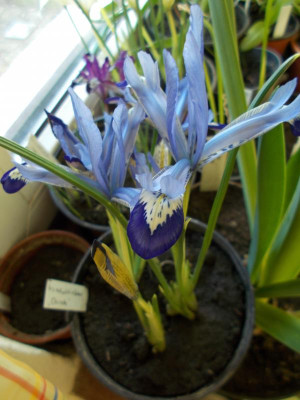 DSCN2629_Iris_reticulata_Clairette.jpg