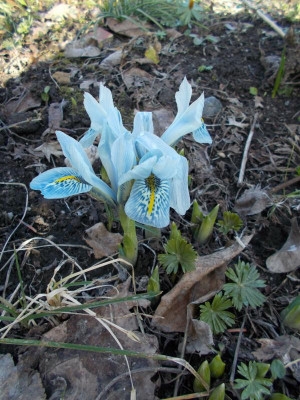 DSCN2637_Iris_reticulata_FrankElder.jpg