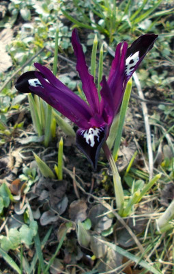 DSCN2647_Iris_reticulata_Pauline.jpg