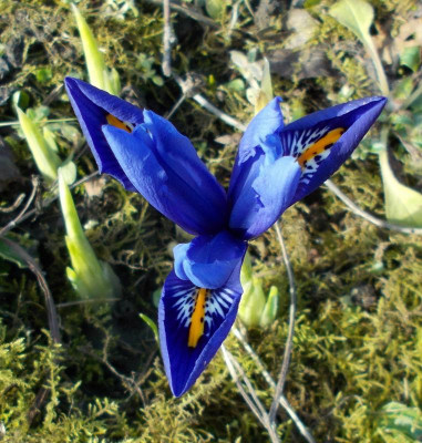 DSCN2649_Iris_reticulata_namenlos.jpg