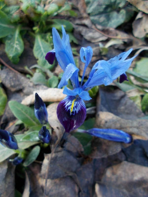 DSCN2651_Iris_reticulata.jpg